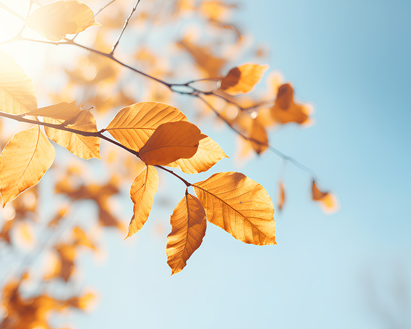 Leaves on branch about to fall symbolizing letting go of unhelpful beliefs through Compassionate Inquiry